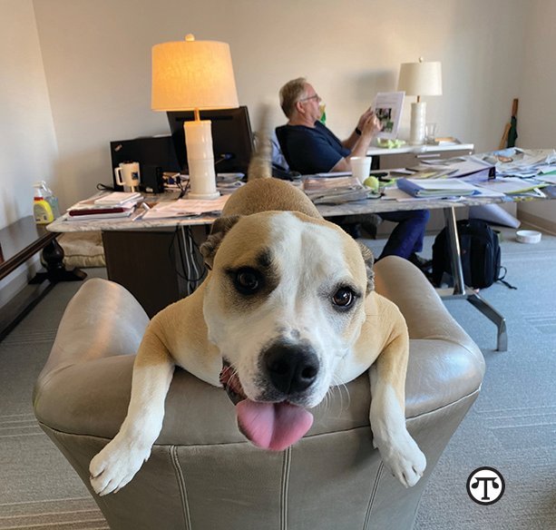Family Dog on Chair